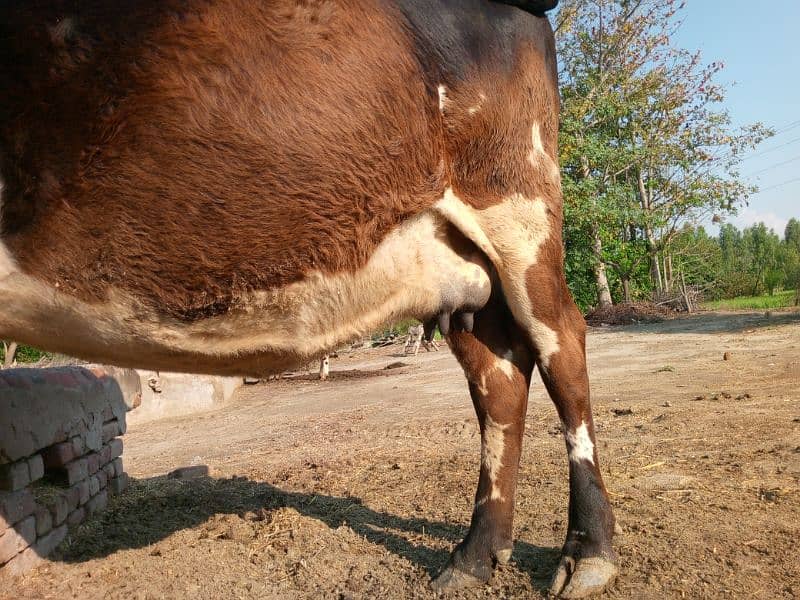 Cros  Friesian cattle 8