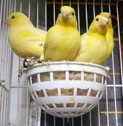 canary singing birds