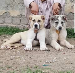 alabai security dog 3 month pair for sale heavy bone