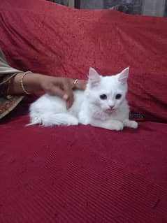 Persian kitten female 4 months