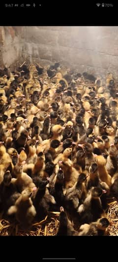 Ducks chicks |desi duck | بطخ| khaki black white |ducks pair for sale