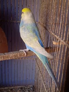 Budgies Rainbow Male