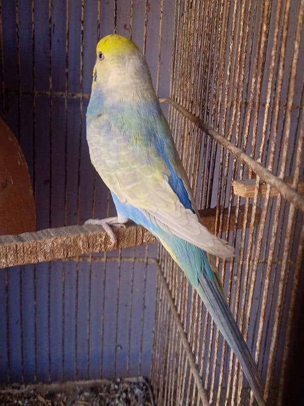 Budgies Rainbow Male 0