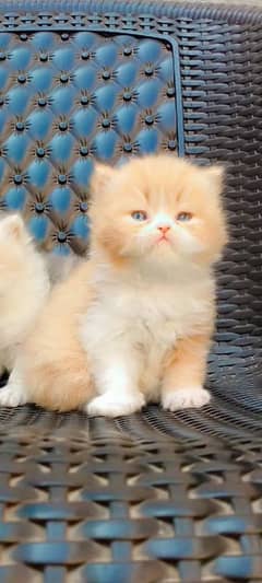 Triple coat Persian kitten