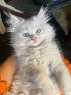 female white kitten