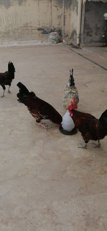 Exhange with Hens 2