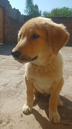 Fully trained Afghan kochi Dog 3 month old