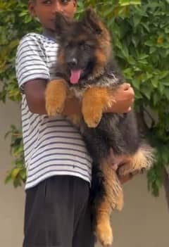 German shepherd puppy Whatsapp number 03258925374