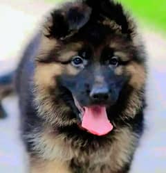 German Shepherd puppies 03251665241