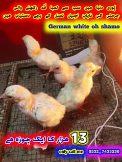 King size German white shamo aseel chicks for sale