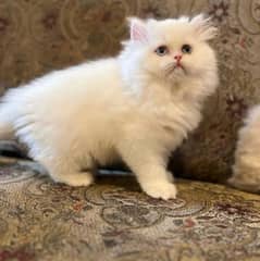 persian cat