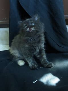 Female kitten for sale