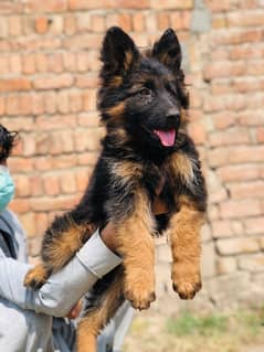 Germansheperd long coat  female puppy  whatsapp no 03350154152