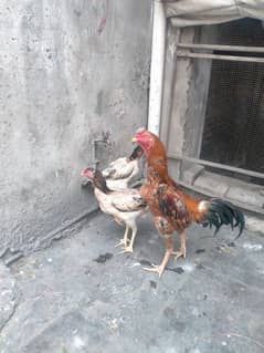 Japanese o shamo breeder pair