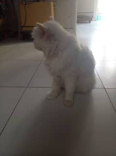 Persian cat for sale.