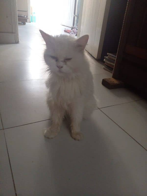 Persian cat for sale. 1