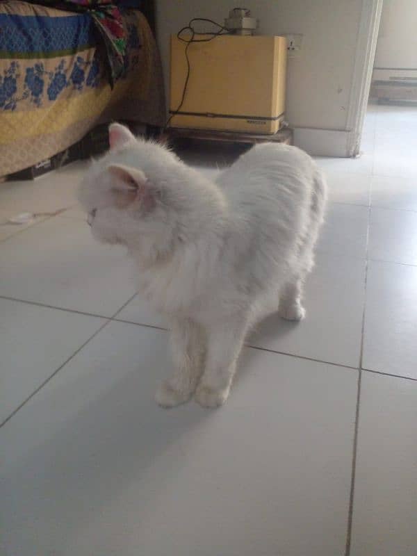 Persian cat for sale. 2