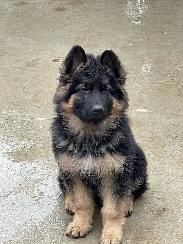 German Shepherd Black Mask Pedigree 0