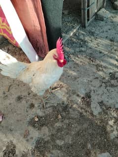 murga for sale healthy active