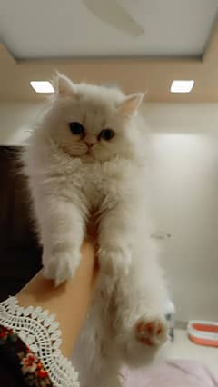 Pure Persian White Female Kitten Odd Eyes