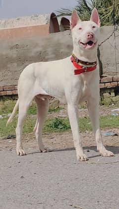 Pure kohati Gullter Male Age 7 Month for Sale All Pakistan Cargo