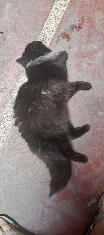 Beautiful Black Male Cat. Cross breed of Himalayan and Persian 4
