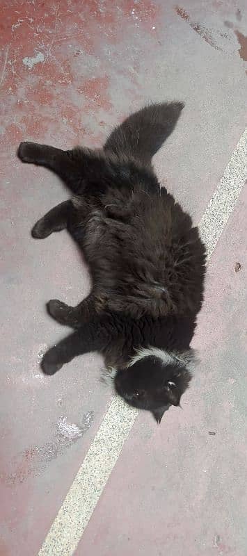 Beautiful Black Male Cat. Cross breed of Himalayan and Persian 5