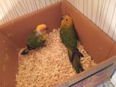 2 chicks of sun conure