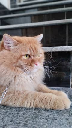 Male Persian Cat