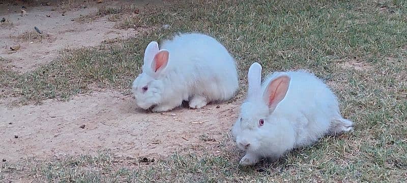 Rabbits 1