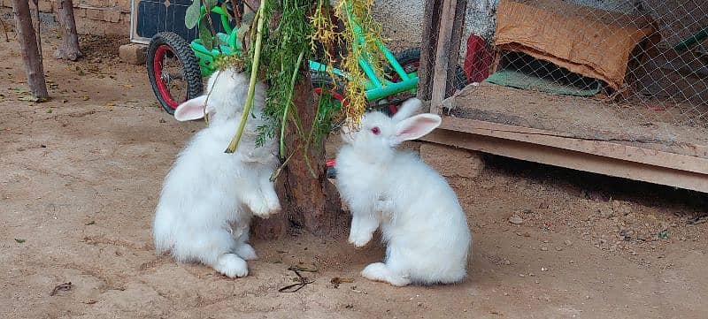 Rabbits 4