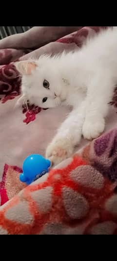 Persian white kitten