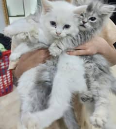 Persian kittens one month old