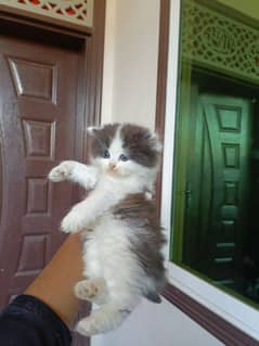 Persian kittens available for sale