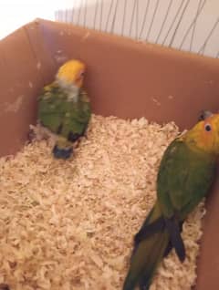 chicks of sunconure