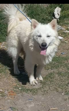 Russian dog/ pink nose Russian male American Russian dog for sale