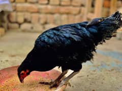 Australorp