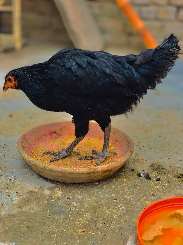 Australorp 1