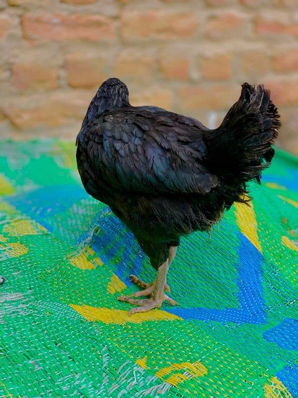 Australorp 2