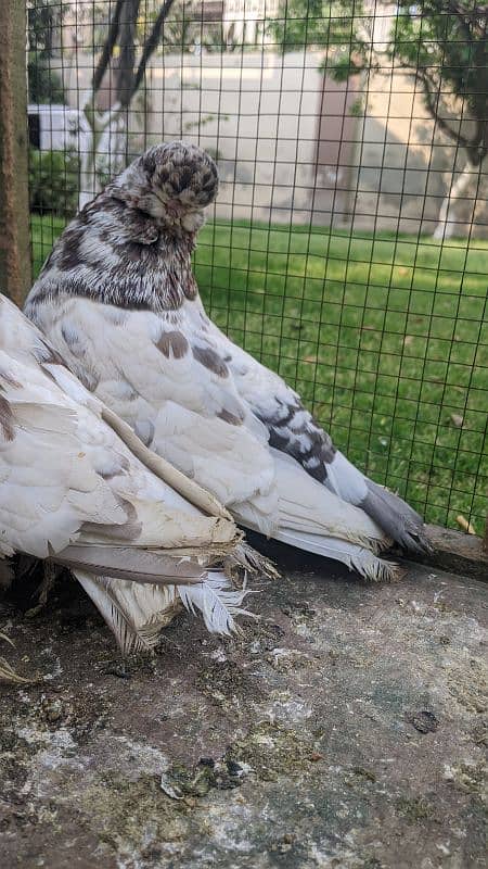 fancy pigeon 0