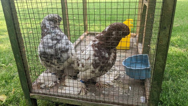 fancy pigeon 1