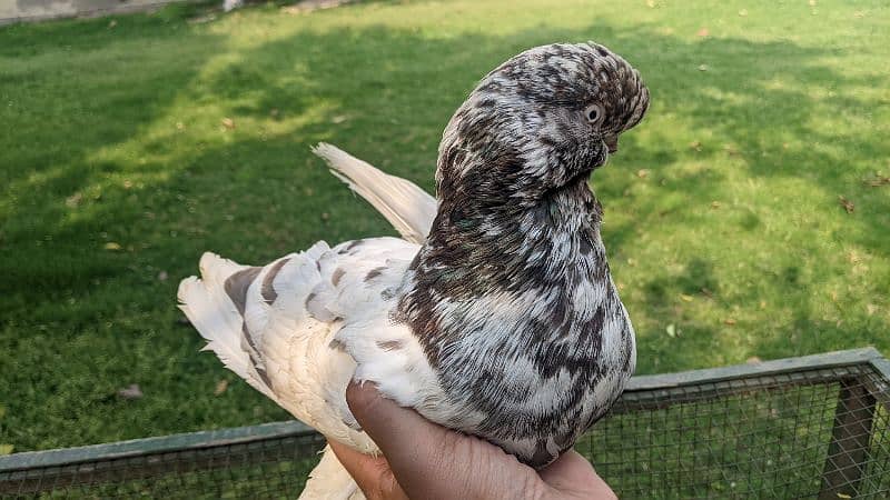 fancy pigeon 2