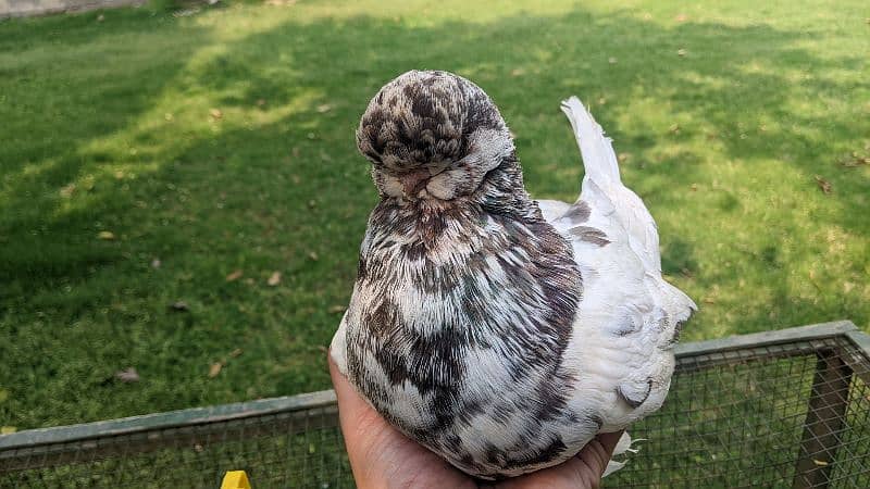 fancy pigeon 4