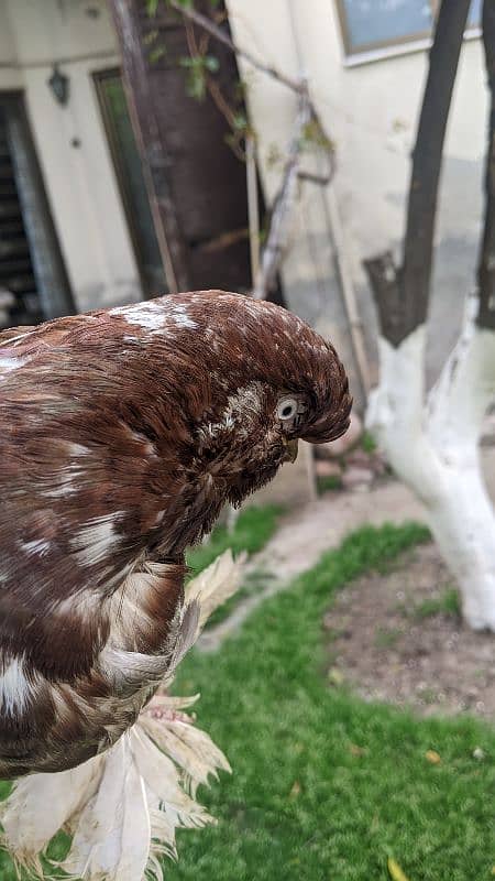 fancy pigeon 5
