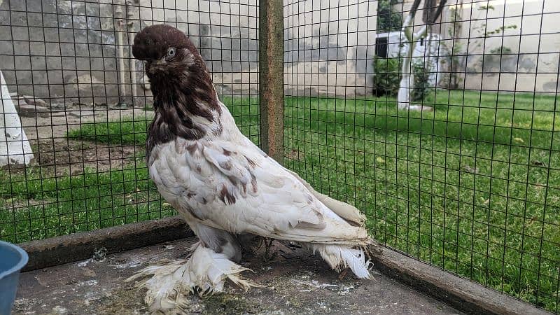fancy pigeon 6