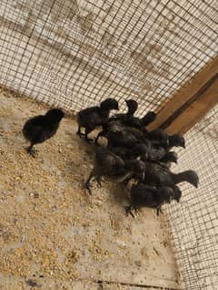 Ayam cemani Grey tongue sale per piece 2000