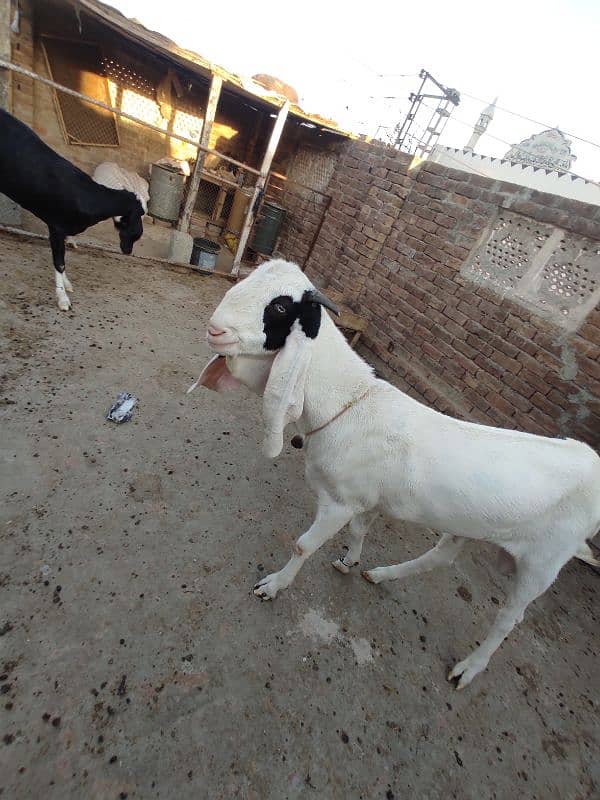 Bakra breedar A+ 4