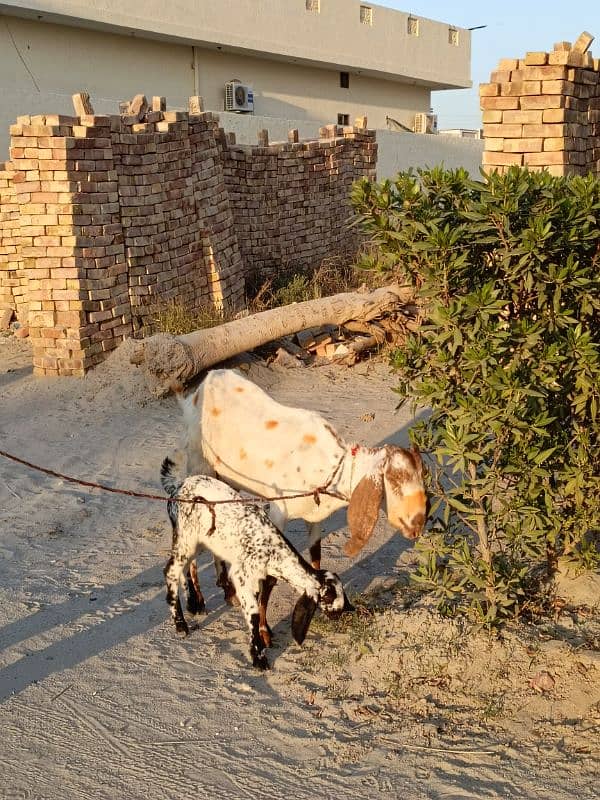 bakri for sale 1