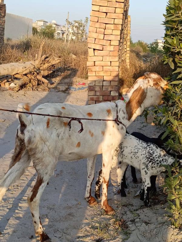 bakri for sale 5