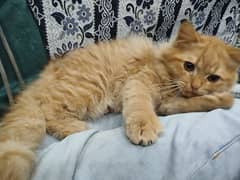 Beautiful Persian Cat (male) For Sell